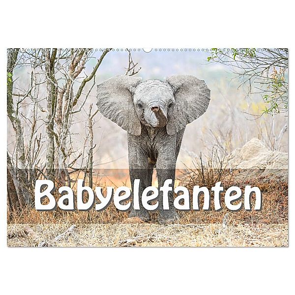 Babyelefanten (Wandkalender 2024 DIN A2 quer), CALVENDO Monatskalender, Robert Styppa