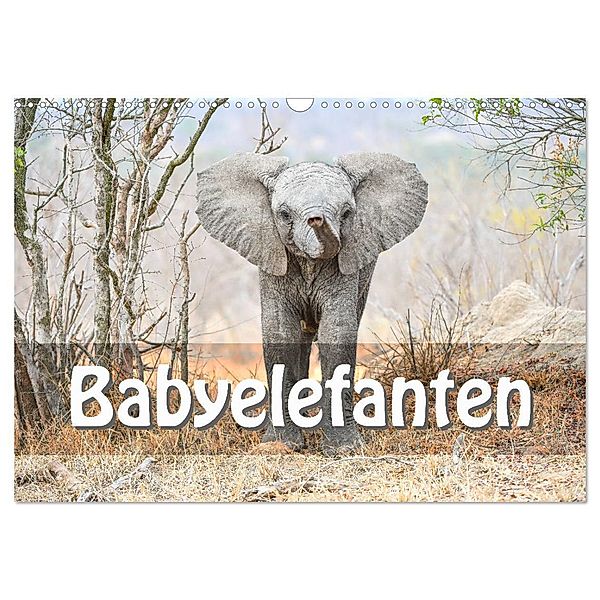 Babyelefanten (Wandkalender 2024 DIN A3 quer), CALVENDO Monatskalender, Robert Styppa