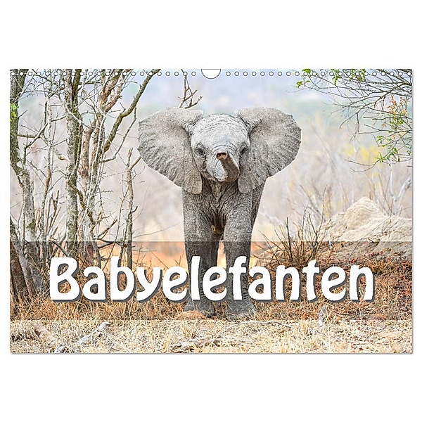 Babyelefanten (Wandkalender 2025 DIN A3 quer), CALVENDO Monatskalender, Calvendo, Robert Styppa