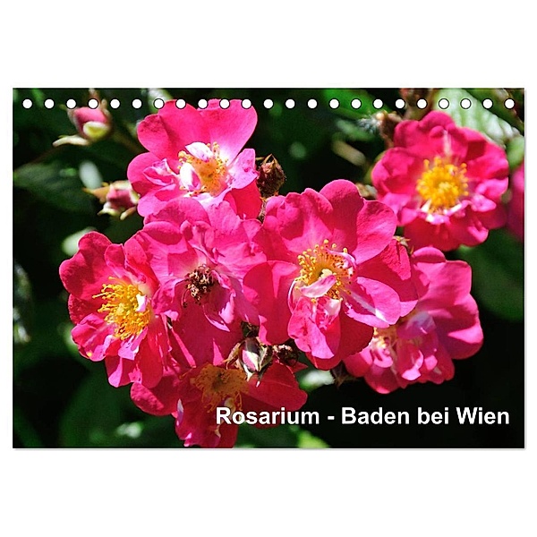 Baden bei Wien - Rosarium (Tischkalender 2024 DIN A5 quer), CALVENDO Monatskalender, Rudolf J. Strutz