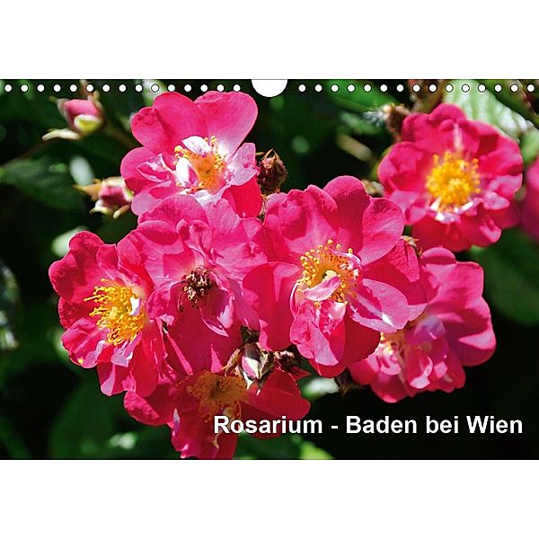 Baden bei Wien - Rosarium (Wandkalender 2020 DIN A4 quer), Rudolf J. Strutz