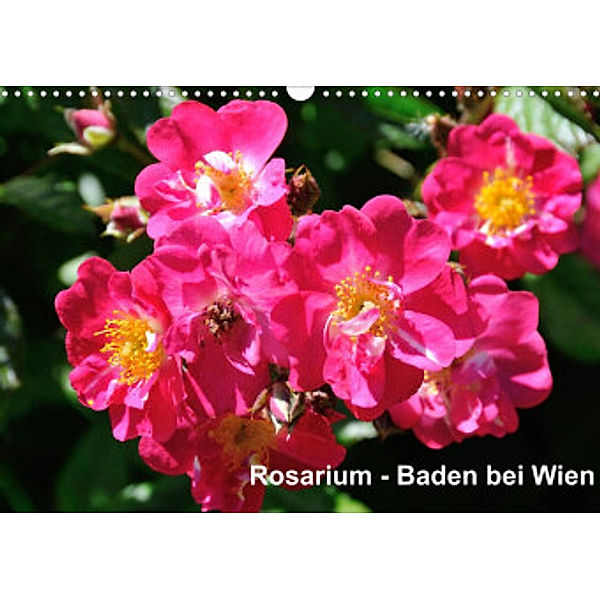 Baden bei Wien - Rosarium (Wandkalender 2022 DIN A3 quer), Rudolf J. Strutz