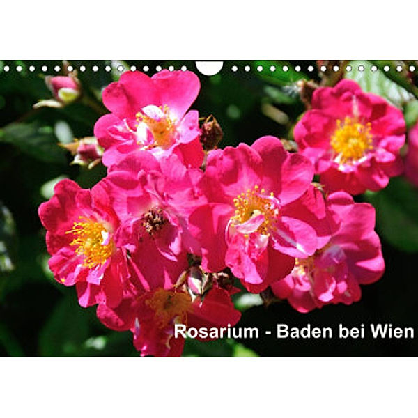 Baden bei Wien - Rosarium (Wandkalender 2022 DIN A4 quer), Rudolf J. Strutz