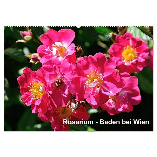 Baden bei Wien - Rosarium (Wandkalender 2024 DIN A2 quer), CALVENDO Monatskalender, Rudolf J. Strutz