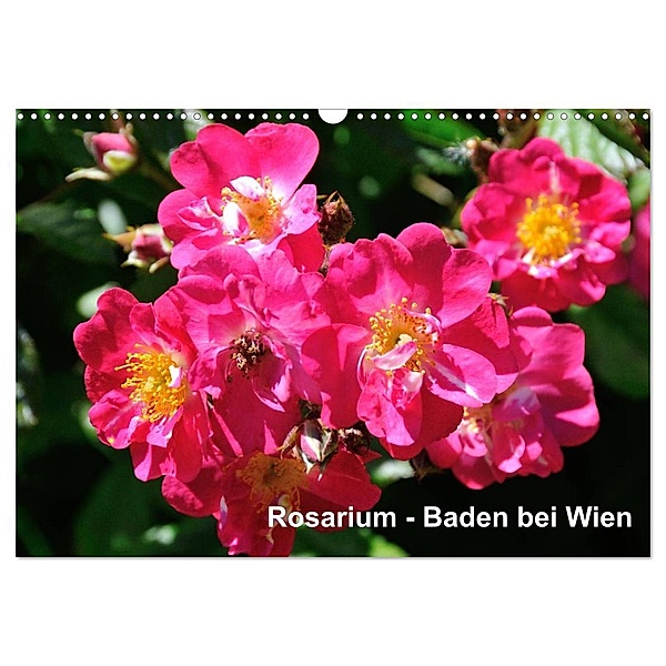 Baden bei Wien - Rosarium (Wandkalender 2024 DIN A3 quer), CALVENDO Monatskalender, Rudolf J. Strutz