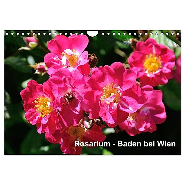 Baden bei Wien - Rosarium (Wandkalender 2024 DIN A4 quer), CALVENDO Monatskalender, Rudolf J. Strutz