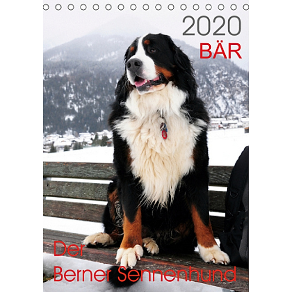 BÄR - Der Berner Sennenhund (Tischkalender 2020 DIN A5 hoch), Sonja Brenner