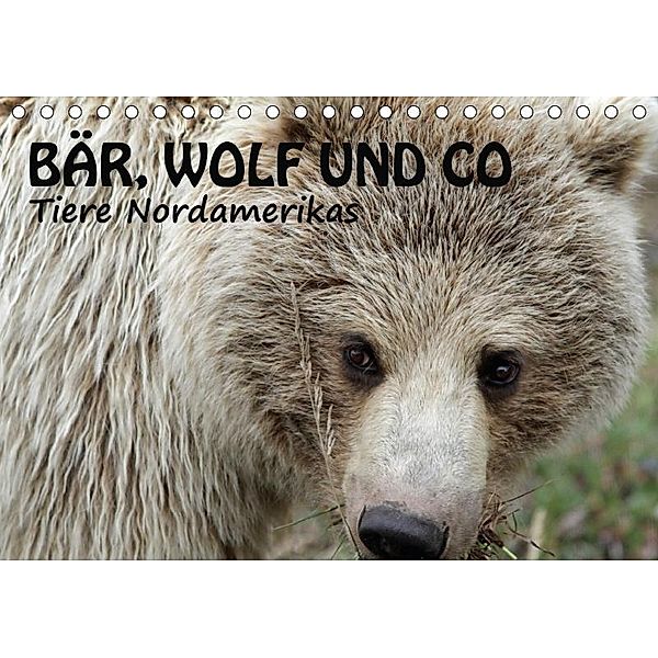 Bär, Wolf und Co - Tiere Nordamerikas (Tischkalender 2017 DIN A5 quer), Ursula Salzmann