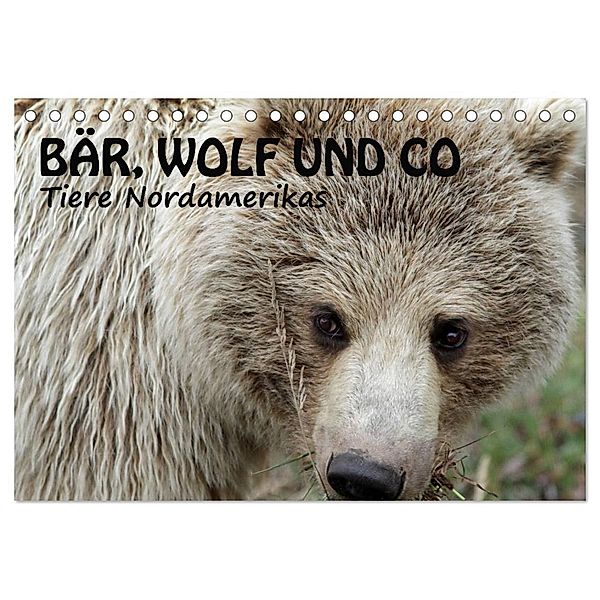 Bär, Wolf und Co - Tiere Nordamerikas (Tischkalender 2024 DIN A5 quer), CALVENDO Monatskalender, Ursula Salzmann