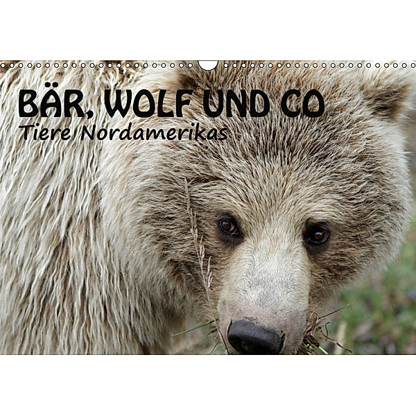 Bär, Wolf und Co - Tiere Nordamerikas (Wandkalender 2019 DIN A3 quer), Ursula Salzmann
