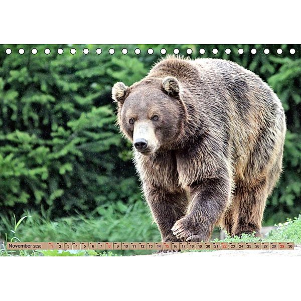 Bären - Der Eisbär und der Kamtschatka-Braunbär (Tischkalender 2020 DIN A5 quer), Arno Klatt