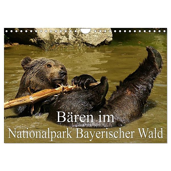 Bären im Nationalpark Bayerischer Wald (Wandkalender 2024 DIN A4 quer), CALVENDO Monatskalender, Erika Müller