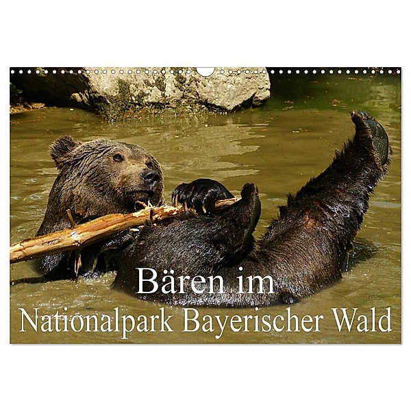 Bären im Nationalpark Bayerischer Wald (Wandkalender 2024 DIN A3 quer), CALVENDO Monatskalender, Erika Müller