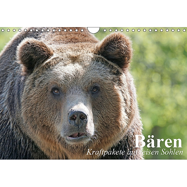 Bären. Kraftpakete auf leisen Sohlen (Wandkalender 2019 DIN A4 quer), Elisabeth Stanzer