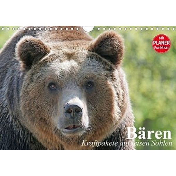 Bären. Kraftpakete auf leisen Sohlen (Wandkalender 2020 DIN A4 quer), Elisabeth Stanzer