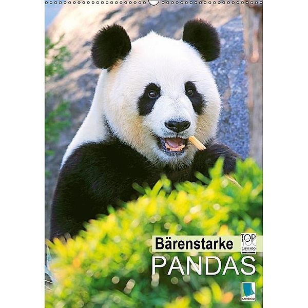 Bärenstarke Pandas (Wandkalender 2017 DIN A2 hoch), CALVENDO