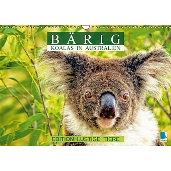 Bärig: Koalas in Australien - Edition lustige Tiere (Wandkalender 2016 DIN A3 quer), Calvendo