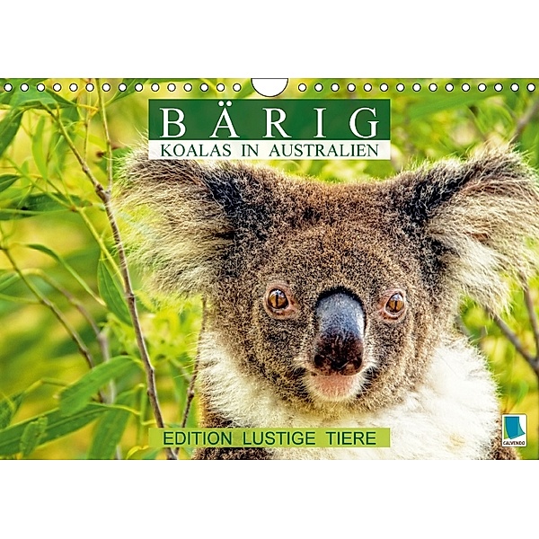 Bärig: Koalas in Australien - Edition lustige Tiere (Wandkalender 2018 DIN A4 quer), CALVENDO
