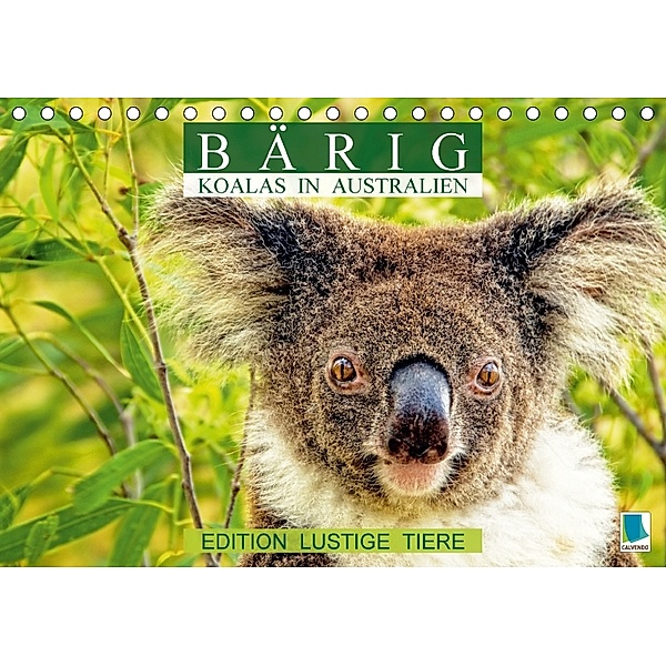 Bärig: Koalas in Australien - Edition lustige Tiere (Tischkalender 2018 DIN A5 quer), CALVENDO