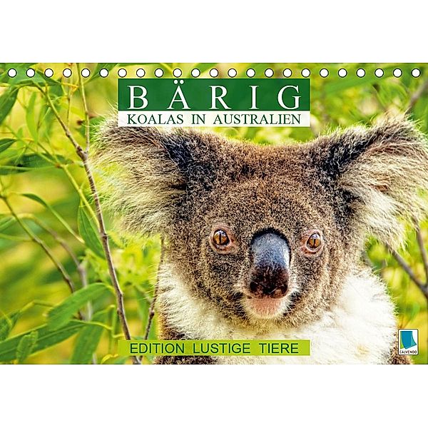 Bärig: Koalas in Australien - Edition lustige Tiere (Tischkalender 2021 DIN A5 quer), Calvendo