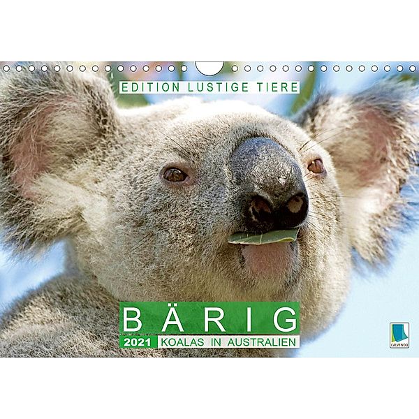 Bärig: Koalas in Australien - Edition lustige Tiere (Wandkalender 2021 DIN A4 quer), Calvendo