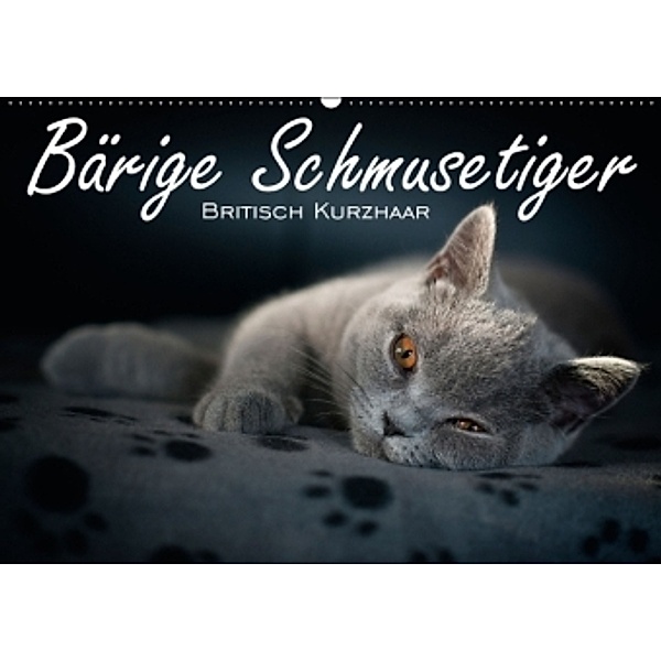 Bärige Schmusetiger - Britisch Kurzhaar / AT-Version (Wandkalender 2015 DIN A2 quer), Inge Zimmermann-Probst