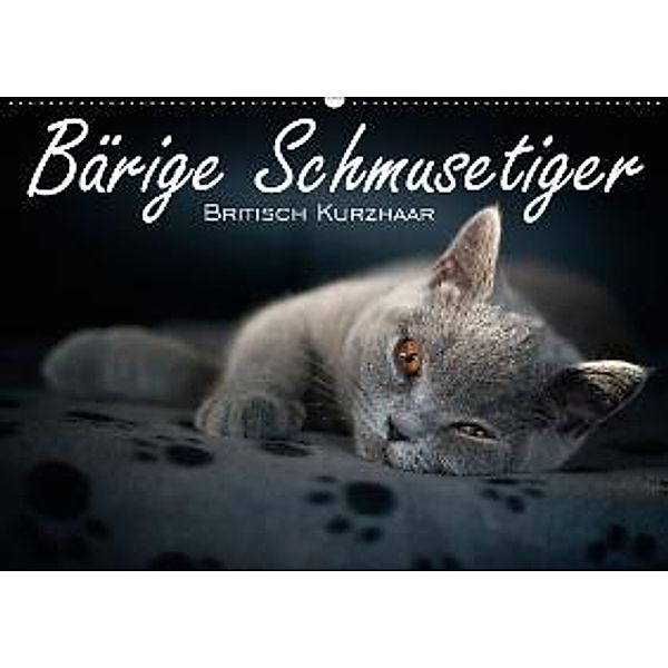 Bärige Schmusetiger - Britisch Kurzhaar / CH-Version (Wandkalender 2015 DIN A2 quer), Inge Zimmermann-Probst