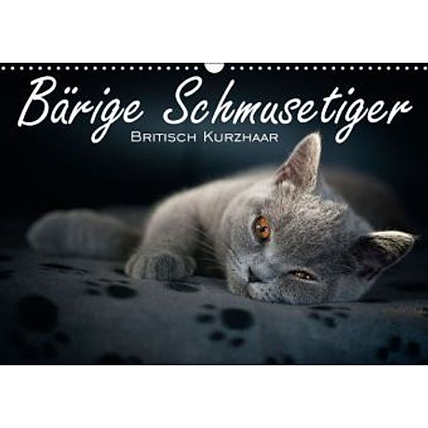 Bärige Schmusetiger - Britisch Kurzhaar / CH-Version (Wandkalender 2016 DIN A3 quer), Inge Zimmermann-Probst