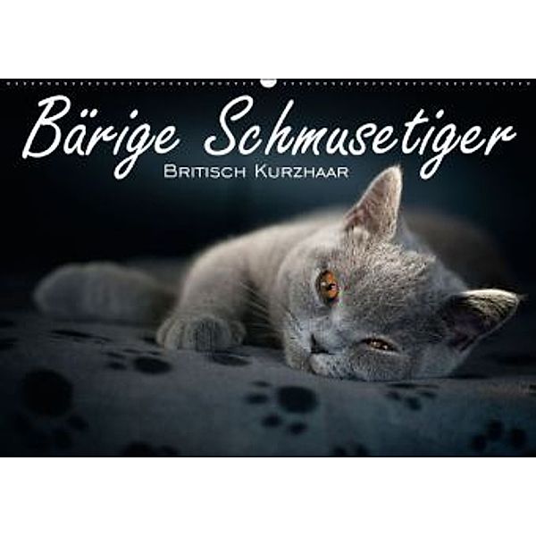 Bärige Schmusetiger - Britisch Kurzhaar / CH-Version (Wandkalender 2016 DIN A2 quer), Inge Zimmermann-Probst
