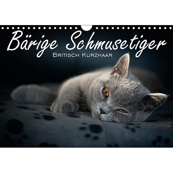 Bärige Schmusetiger - Britisch Kurzhaar / CH-Version (Wandkalender 2017 DIN A4 quer), Inge Zimmermann-Probst