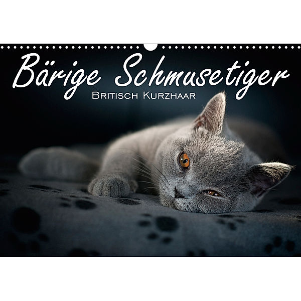 Bärige Schmusetiger - Britisch Kurzhaar / CH-Version (Wandkalender 2019 DIN A3 quer), Inge Zimmermann-Probst