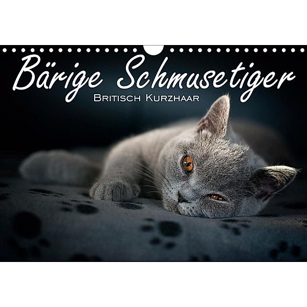 Bärige Schmusetiger - Britisch Kurzhaar / CH-Version (Wandkalender 2021 DIN A4 quer), Inge Zimmermann-Probst
