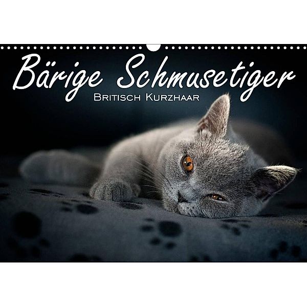Bärige Schmusetiger - Britisch Kurzhaar / CH-Version (Wandkalender 2023 DIN A3 quer), Inge Zimmermann-Probst