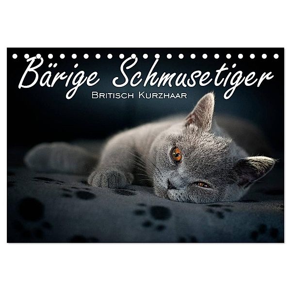 Bärige Schmusetiger - Britisch Kurzhaar / CH-Version (Tischkalender 2024 DIN A5 quer), CALVENDO Monatskalender, Inge Zimmermann-Probst