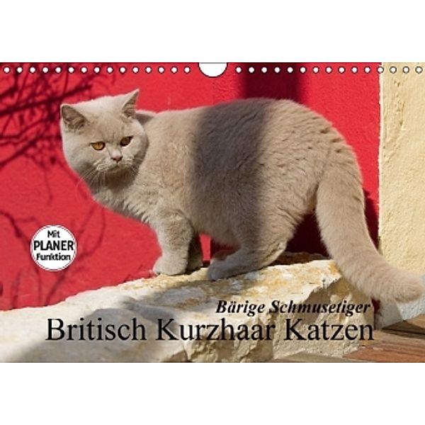 Bärige Schmusetiger - Britisch Kurzhaar Katzen (Wandkalender 2014 DIN A4 quer), Verena Scholze