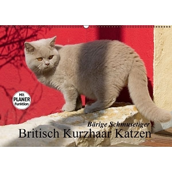 Bärige Schmusetiger - Britisch Kurzhaar Katzen (Wandkalender 2014 DIN A2 quer), Verena Scholze