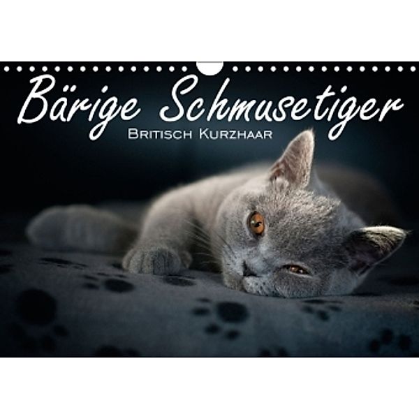 Bärige Schmusetiger - Britisch Kurzhaar (Wandkalender 2015 DIN A4 quer), Inge Zimmermann-Probst
