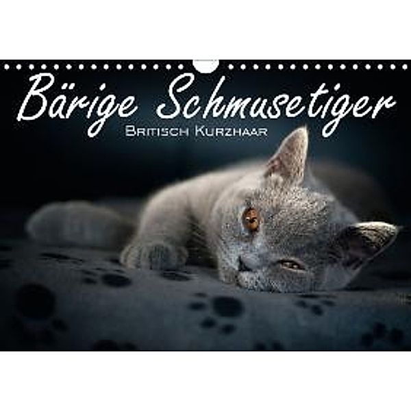 Bärige Schmusetiger - Britisch Kurzhaar (Wandkalender 2016 DIN A4 quer), Inge Zimmermann-Probst
