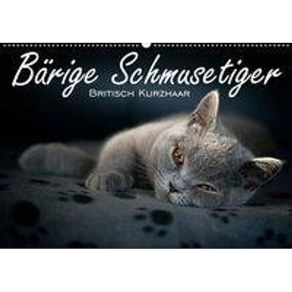 Bärige Schmusetiger - Britisch Kurzhaar (Wandkalender 2020 DIN A2 quer), Inge Zimmermann-Probst