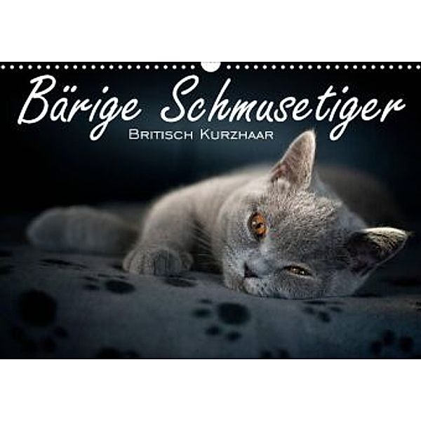 Bärige Schmusetiger - Britisch Kurzhaar (Wandkalender 2022 DIN A3 quer), Inge Zimmermann-Probst