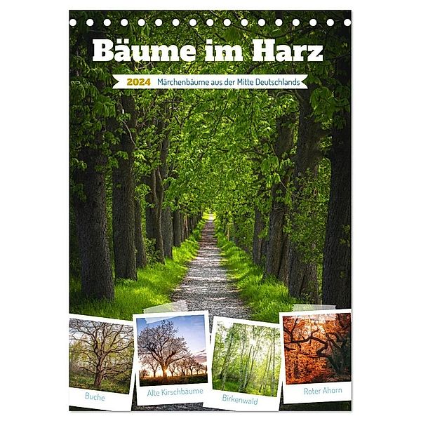 Bäume im Harz (Tischkalender 2024 DIN A5 hoch), CALVENDO Monatskalender, Steffen Gierok-Latniak