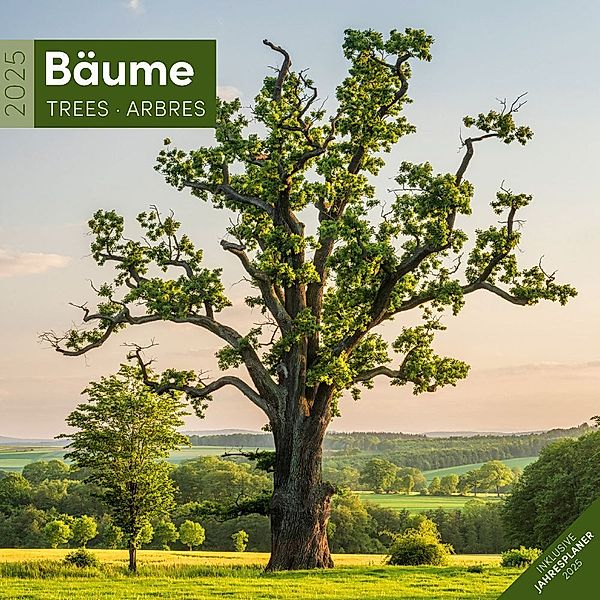 Bäume Kalender 2025 - 30x30, Ackermann Kunstverlag