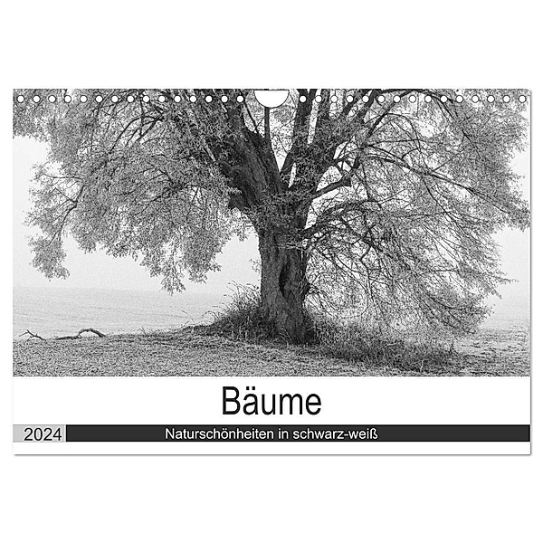 Bäume - Naturschönheiten in schwarz-weiß (Wandkalender 2024 DIN A4 quer), CALVENDO Monatskalender, Angelika Beuck