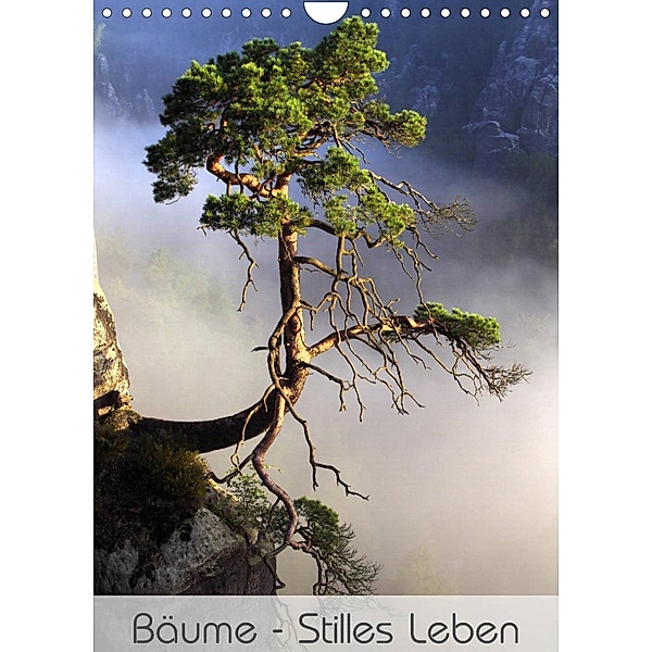 Bäume - Stilles Leben (Wandkalender 2023 DIN A4 hoch), Jana Behr