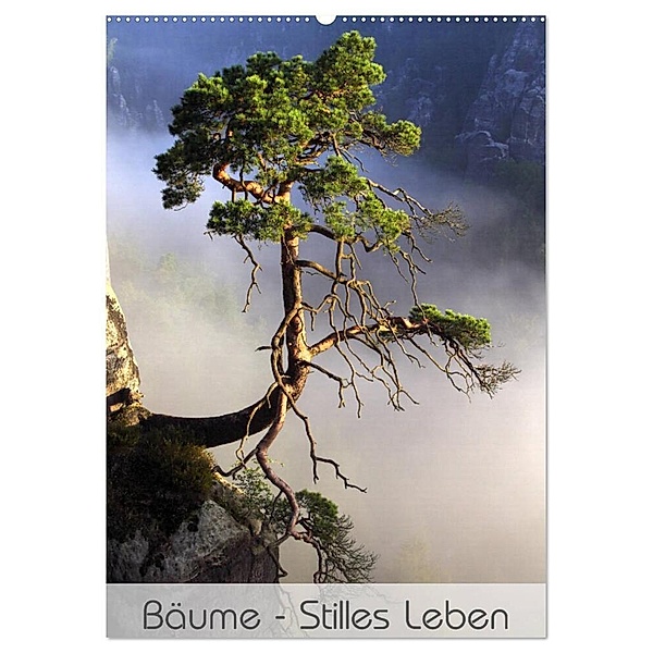 Bäume - Stilles Leben (Wandkalender 2024 DIN A2 hoch), CALVENDO Monatskalender, Jana Behr
