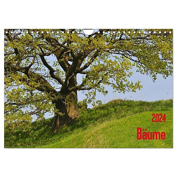 Bäume (Wandkalender 2024 DIN A4 quer), CALVENDO Monatskalender, Karin Jähne
