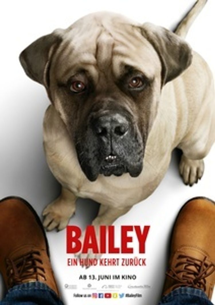 Bailey - Ein Hund kehrt zurück DVD bei Weltbild.de bestellen