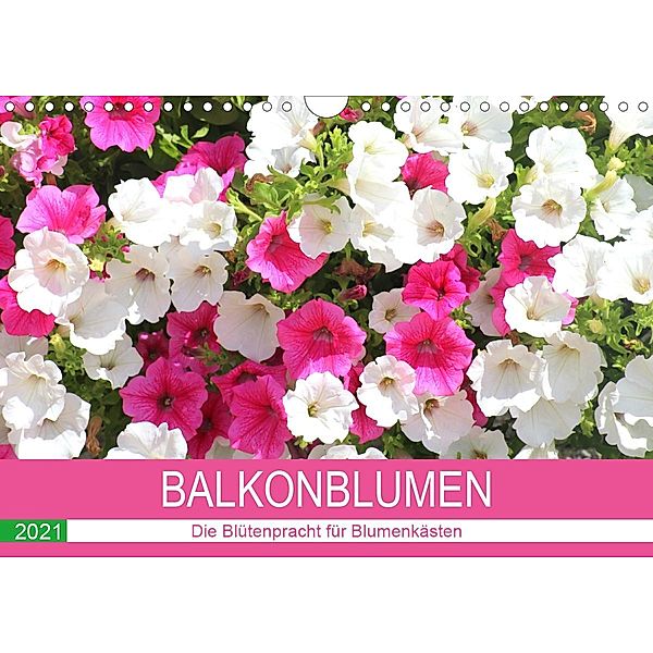 Balkonblumen. Die Blütenpracht für Blumenkästen (Wandkalender 2021 DIN A4 quer), Rose Hurley