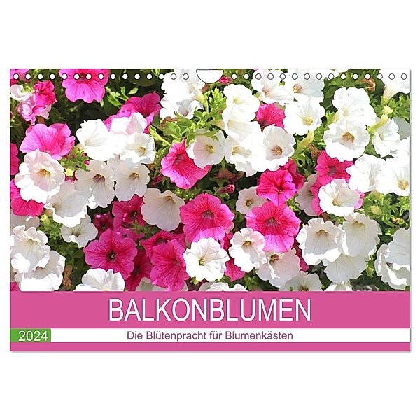 Balkonblumen. Die Blütenpracht für Blumenkästen (Wandkalender 2024 DIN A4 quer), CALVENDO Monatskalender, Rose Hurley