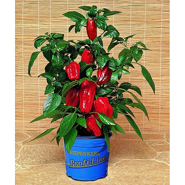 Balkonpaprika Redskin®,  1 Pflanze